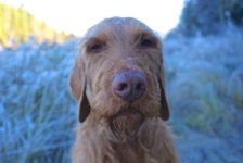 Yeti mit blau gefrorener Nase Yeti am Nordpolarkreis