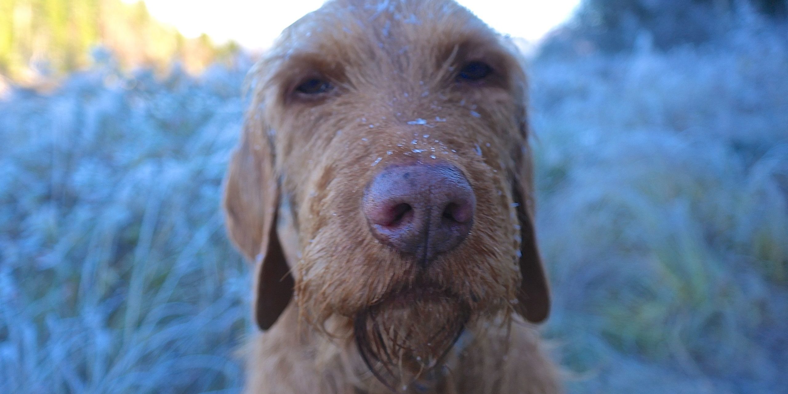 Yeti mit blau gefrorener Nase Yeti am Nordpolarkreis
