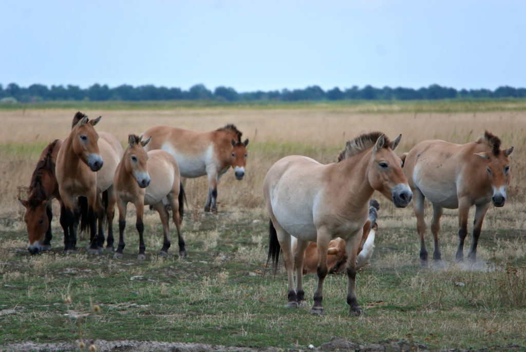 Przewalski-Pferde in Ungarn