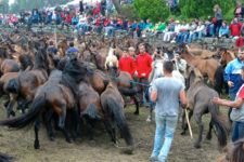 Mit dem Lasso werden einzelne Pferde aus dem Curro heraus sortiert Pferde werden im Curro eingefangen