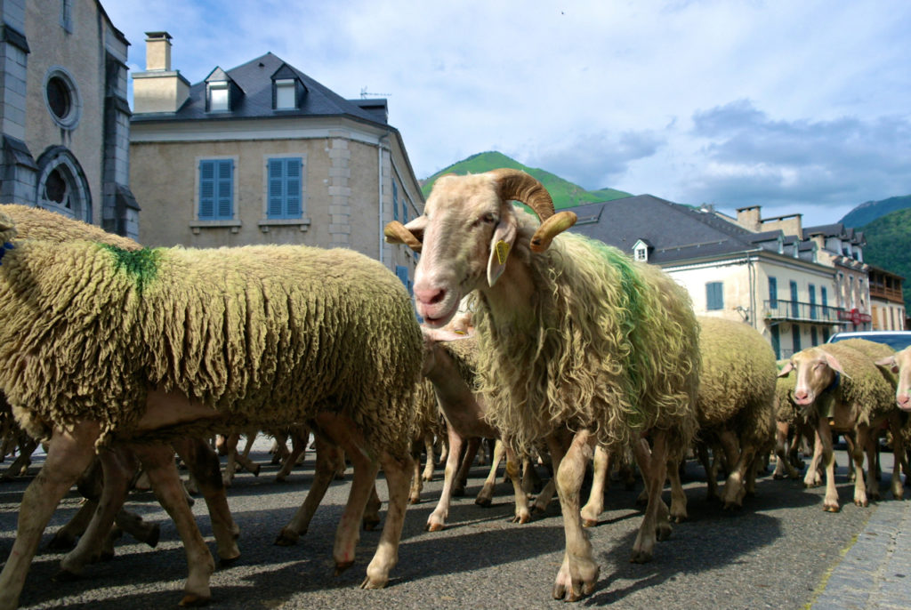 Schafe bei der Transhumanz in Laruns