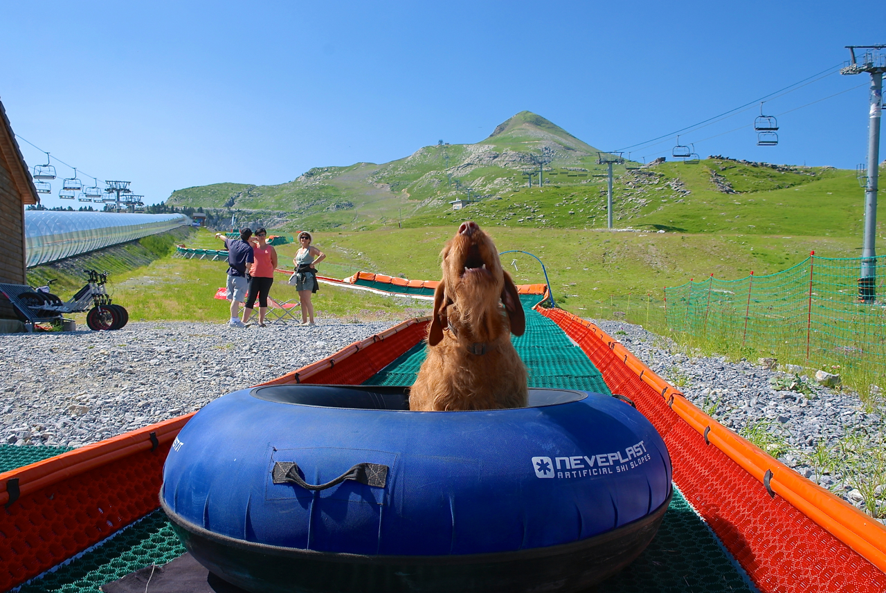 Hund im Tube Yeti im Tube