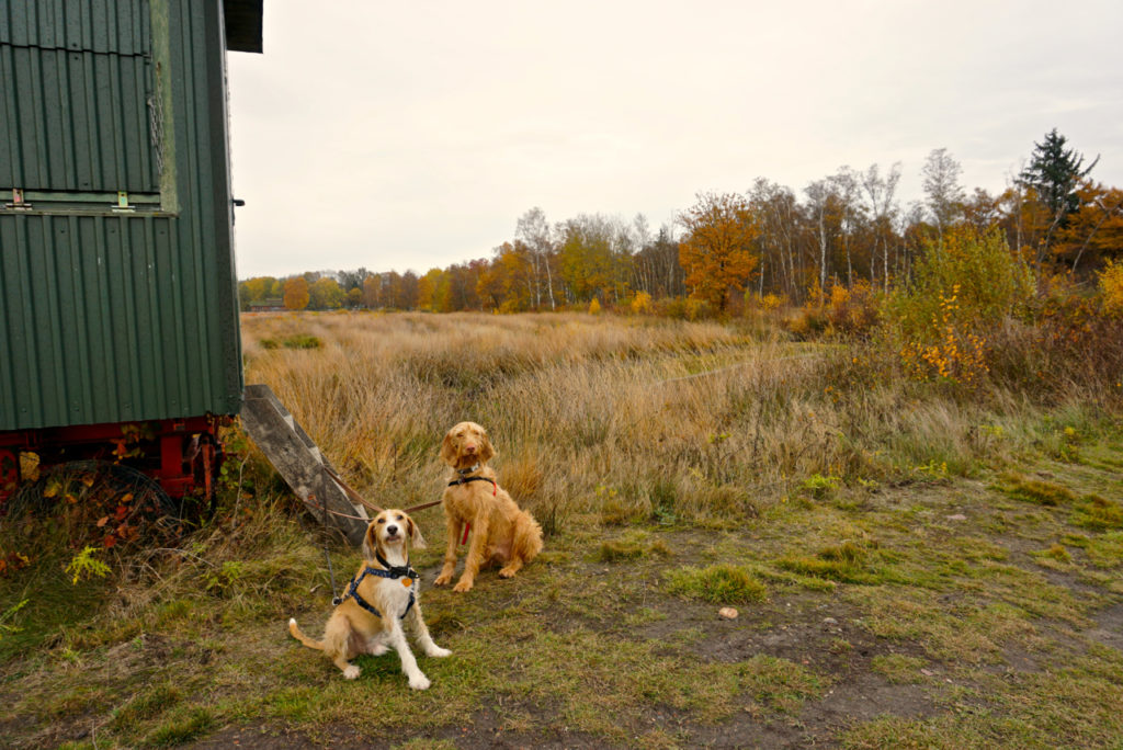 Hunde im Goldenstedter Moor