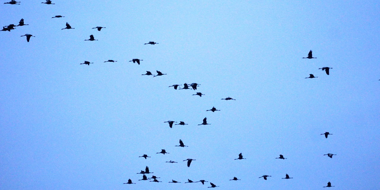 Kraniche ziehen am Himmel