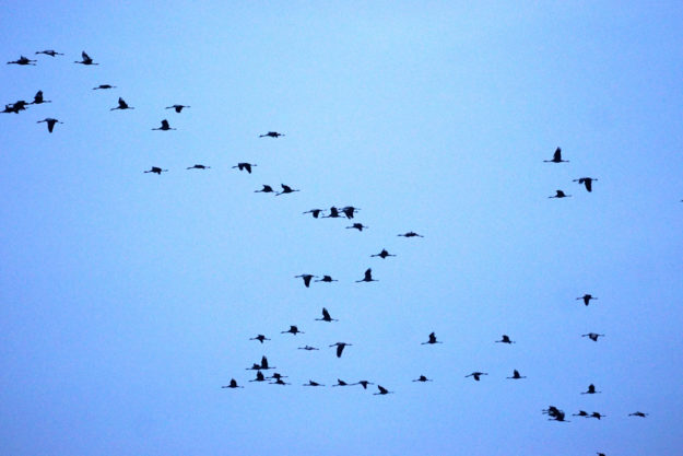 Kraniche ziehen am Himmel