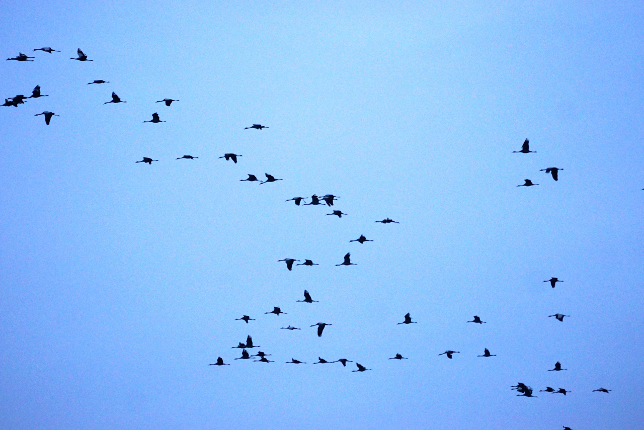 Kraniche ziehen am Himmel