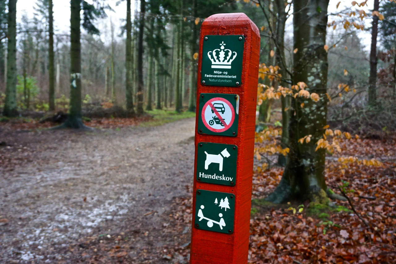 Dänemark mit Hund  Hundewälder und Strand  Tierisch in Fahrt