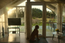 Drahthaar Vizsla János genießt die Aussicht in unserem Ferienhaus Hund im Ferienhaus Dänemark