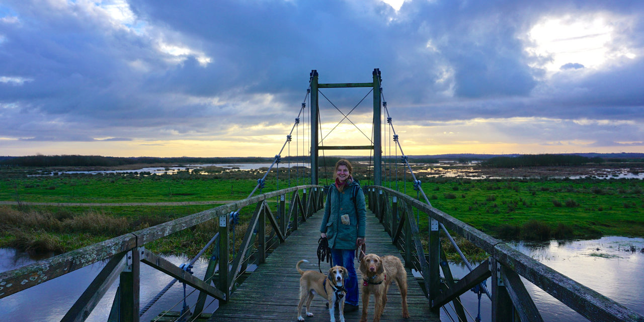 Sie wackelt, die „Kong Hans Bro“ im Naturgebiet Skjern Enge König Hans Brücke Skjern