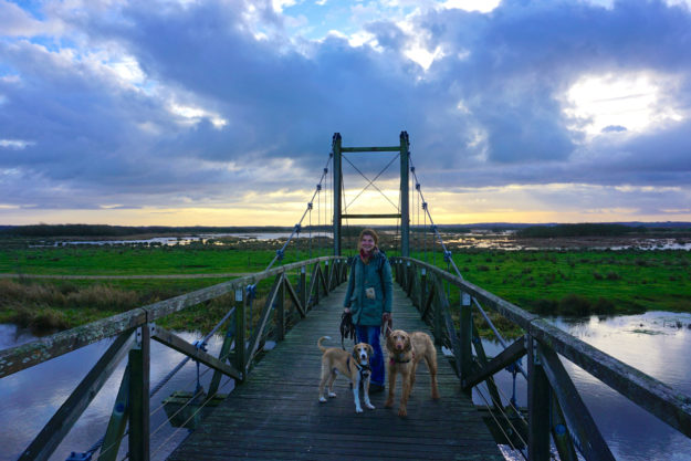 Sie wackelt, die  „Kong Hans Bro“ im Naturgebiet Skjern Enge König Hans Brücke Skjern