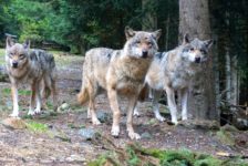 Mit etwas Glück kommt man den WÖlfen sehr nah im Wolfspark Alpha Loup Rudel in französischem Wolfspark