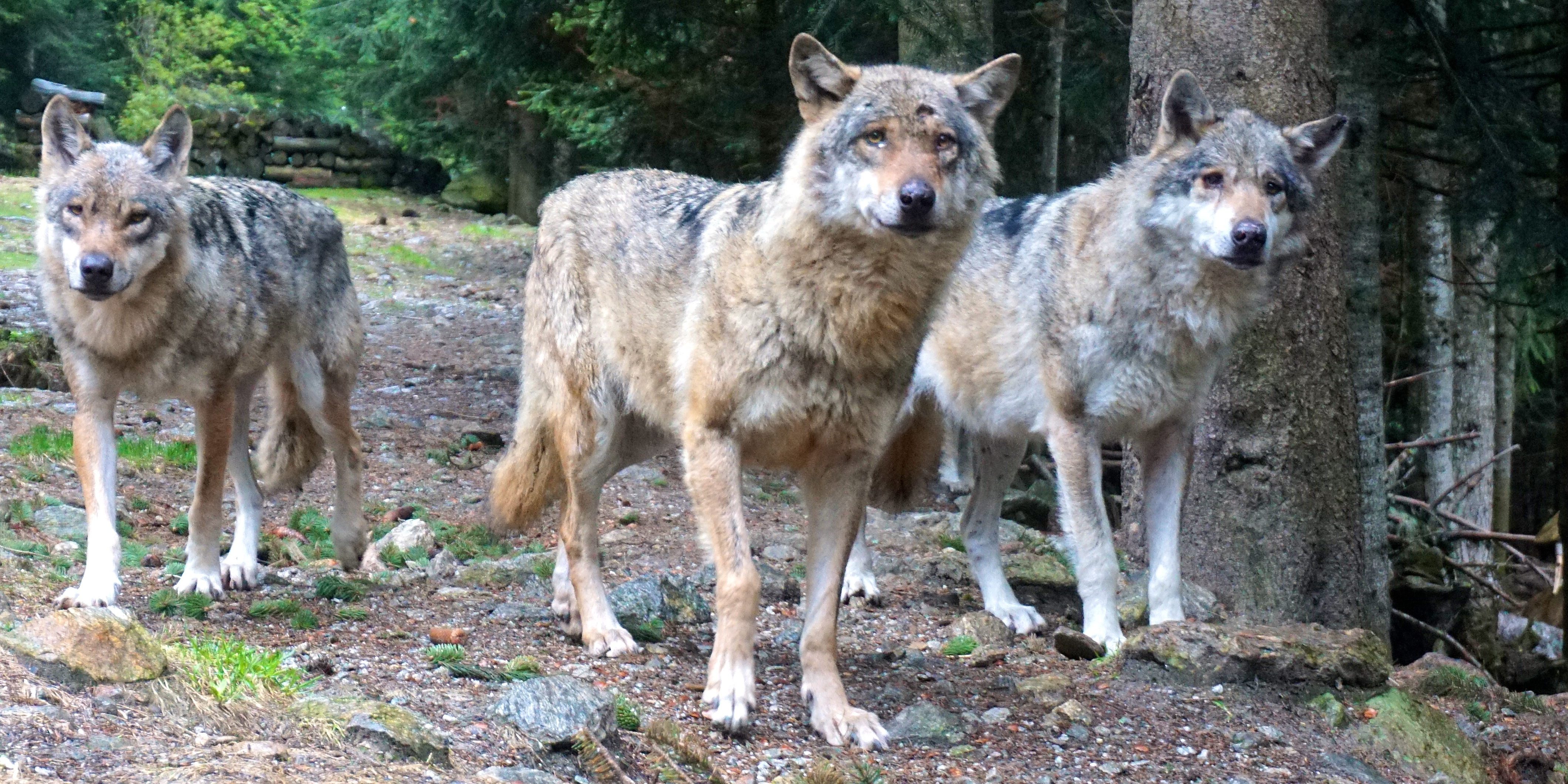 Wildnis-Feeling im Wolfspark - Tierisch in Fahrt
