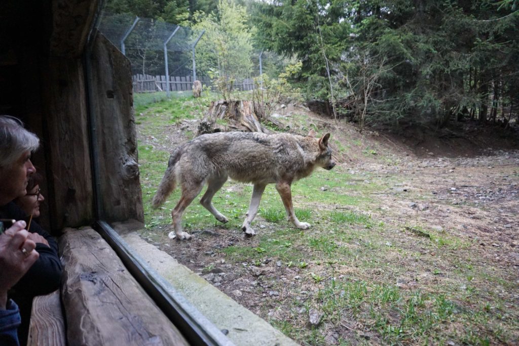Wolfsbeobachtung im Tierpark