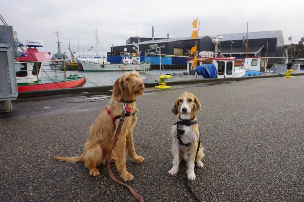 János und Pepe warten auf’s Fischbrötchen im Hafen von Hvide Sande Hunde am Hafen von Hvide Sande