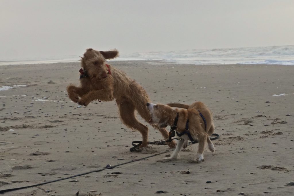 Hunde toben am Strand in Dänemark