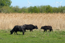 Entdeckung bei Seenwanderung: Karpatenbüffel an den Haselbacher Teichen Wasserbüffel Naturschutzgebiet Haselbacher Teiche