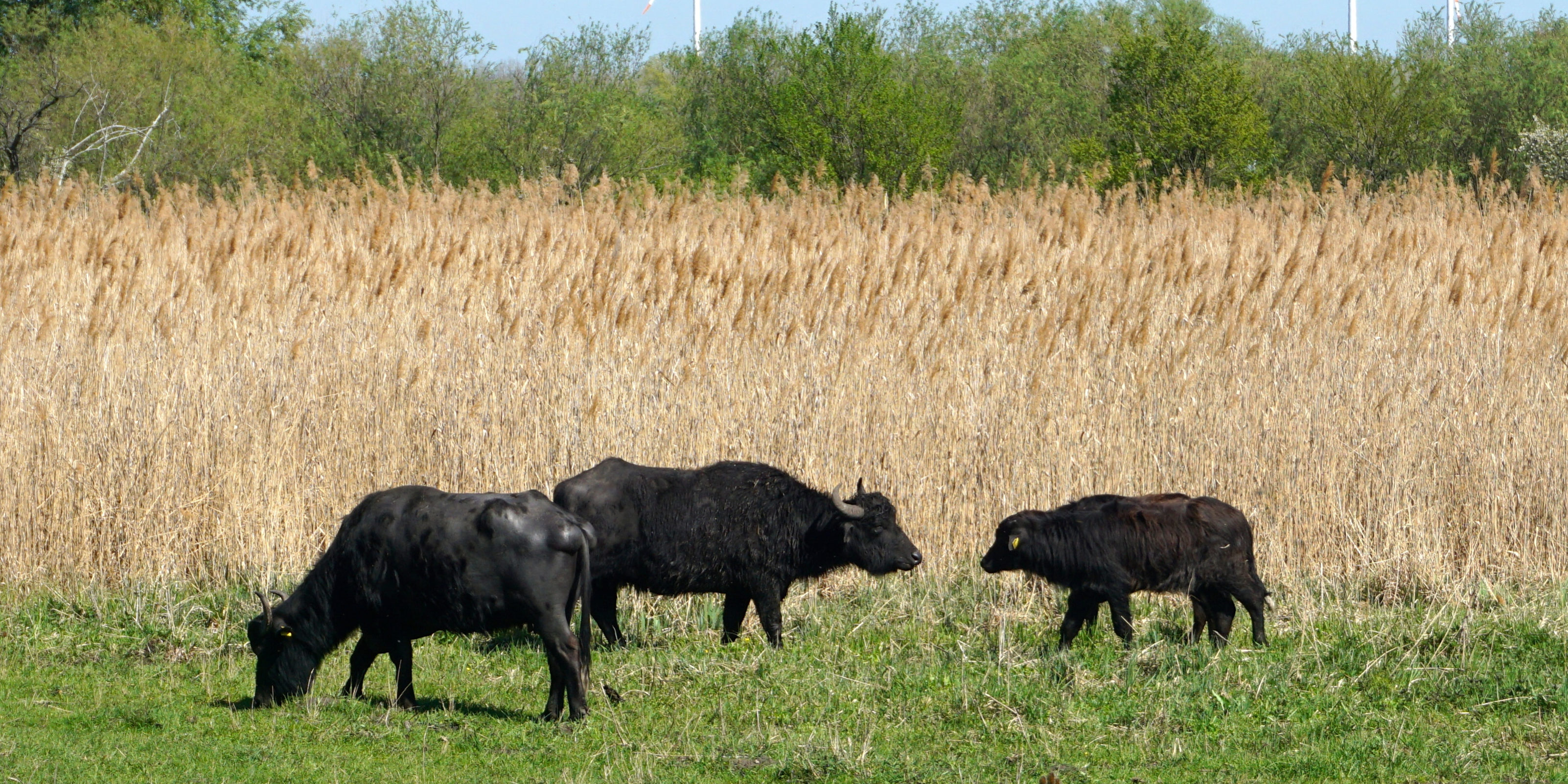 Entdeckung bei Seenwanderung: Karpatenbüffel an den Haselbacher Teichen Wasserbüffel Naturschutzgebiet Haselbacher Teiche
