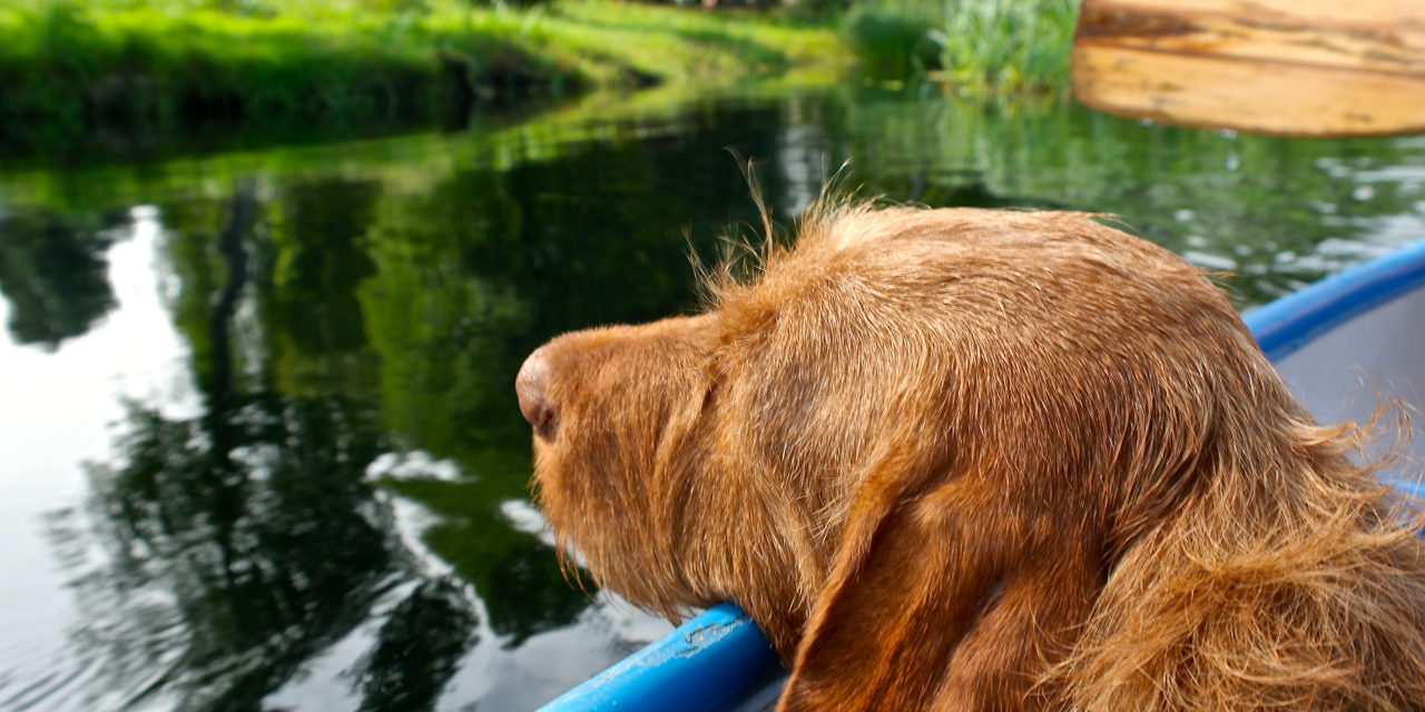 Mit Hund im Kanu durch Polen – tierisch-in-fahrt.de