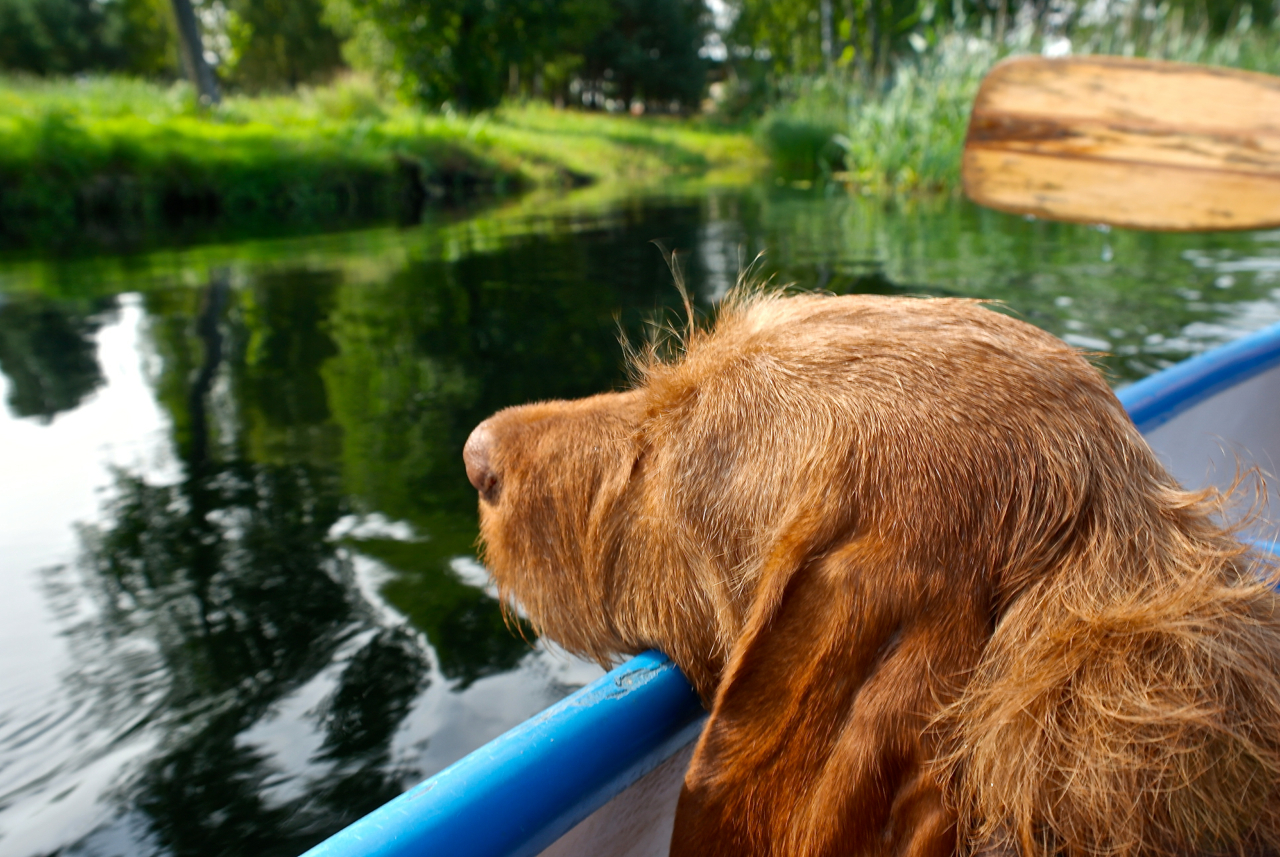 Kanu mit Hund in Polen – tierisch-in-fahrt.de Mit Hund im Kanu durch Polen – tierisch-in-fahrt.de