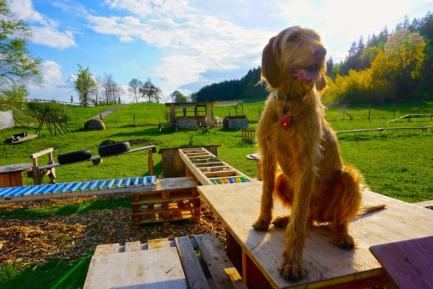 tierisch-in-fahrt.de im Naturerlebnisgarten von Anja Hanzel