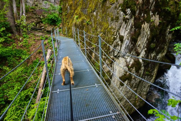 Schluchten-Wandern mit Hund Mit Hund in die Schlucht – tierisch-in-fahrt.de