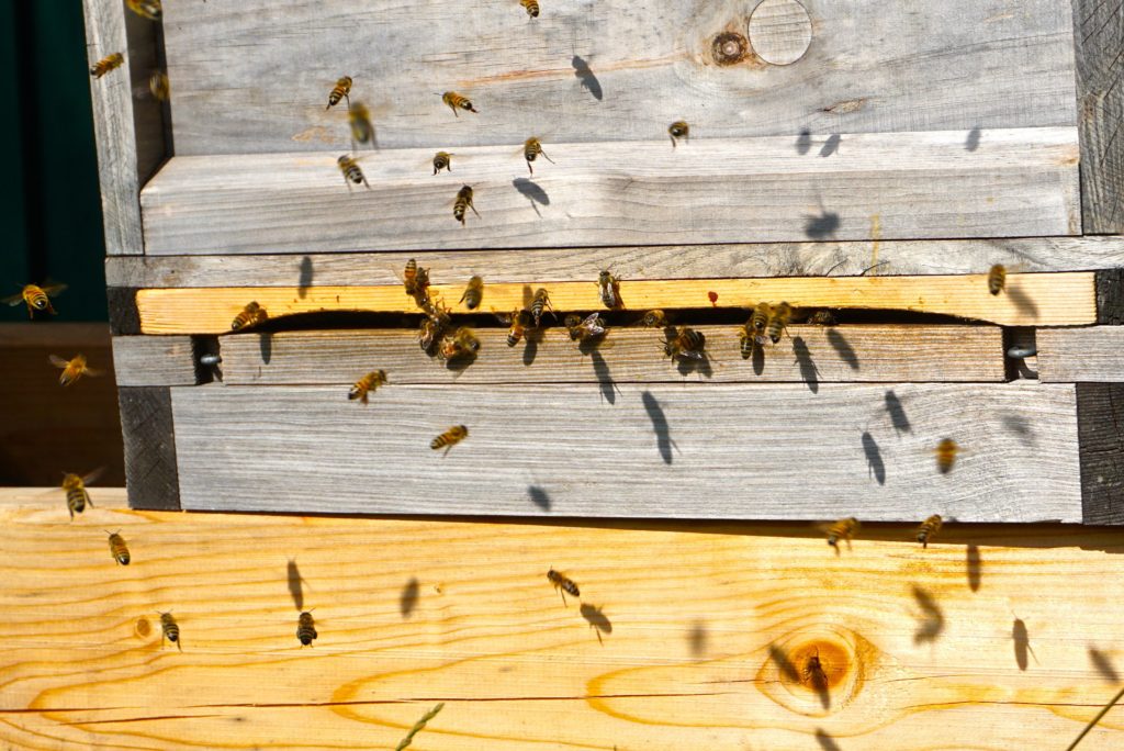 Honigbienen in der Arche Warder, tierisch-in-fahrt.de