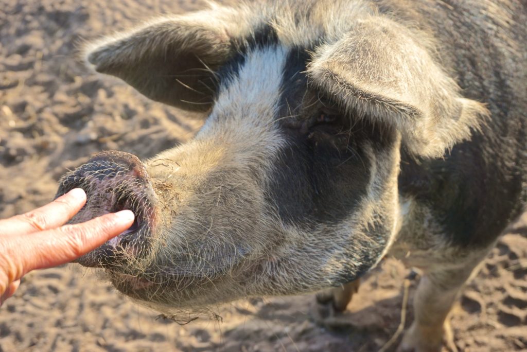 Turopolje Schwein, tierisch-in-fahrt.de