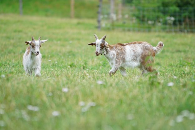 Kleine Ziegen in der Arche Warder Ziegen im Haustierpark Arche Warder, tierisch-in-fahrt.de