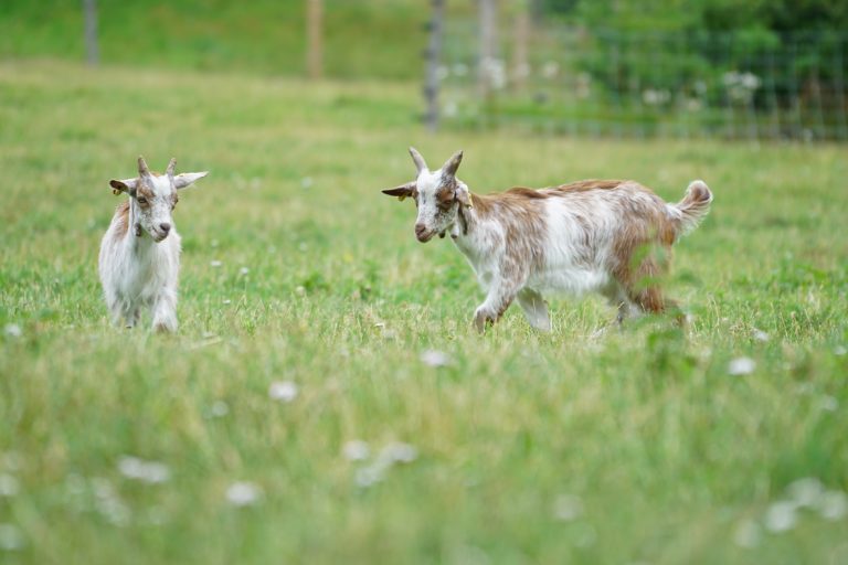 Ziegen im Haustierpark Arche Warder, tierisch-in-fahrt.de