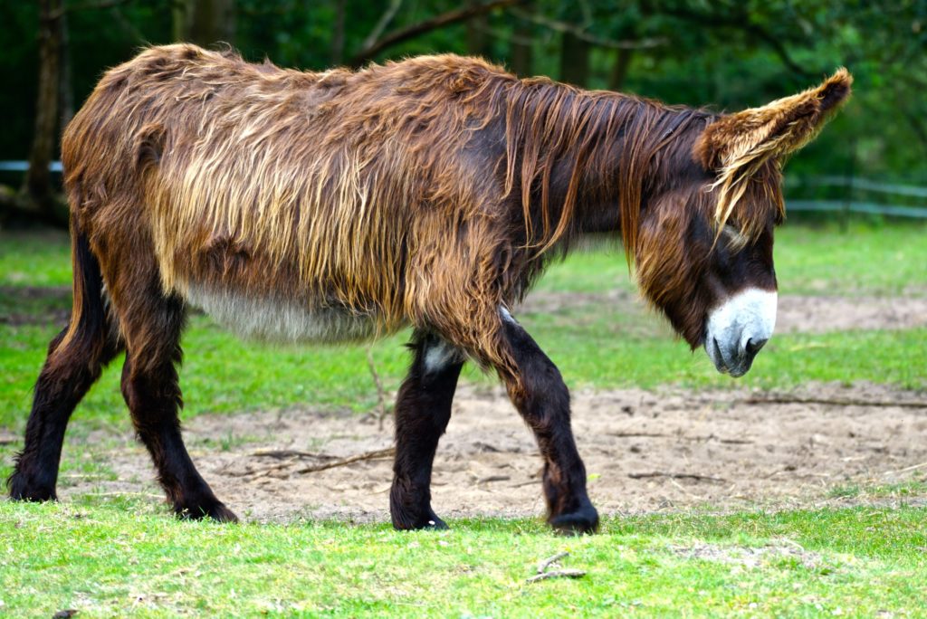 Poitou-Esel im Haustierpark Arche Warder