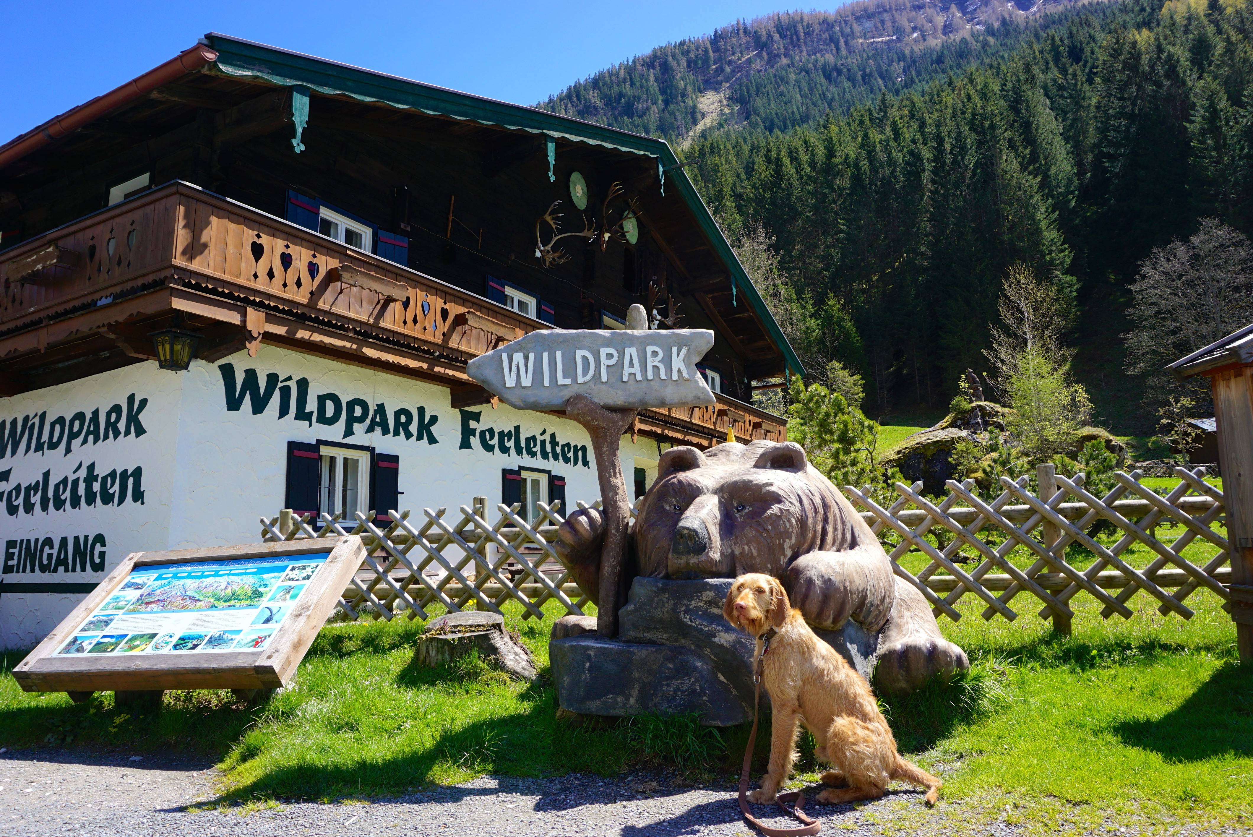 Hund im Wildpark Ferleiten– tierisch-in-fahrt.de