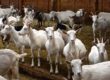 Weiße Edelziegen auf dem Ziegenhof Zollbrücke_tierisch-in-fahrt.de