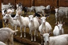 Weiße Edelziegen auf dem Ziegenhof Zollbrücke_tierisch-in-fahrt.de