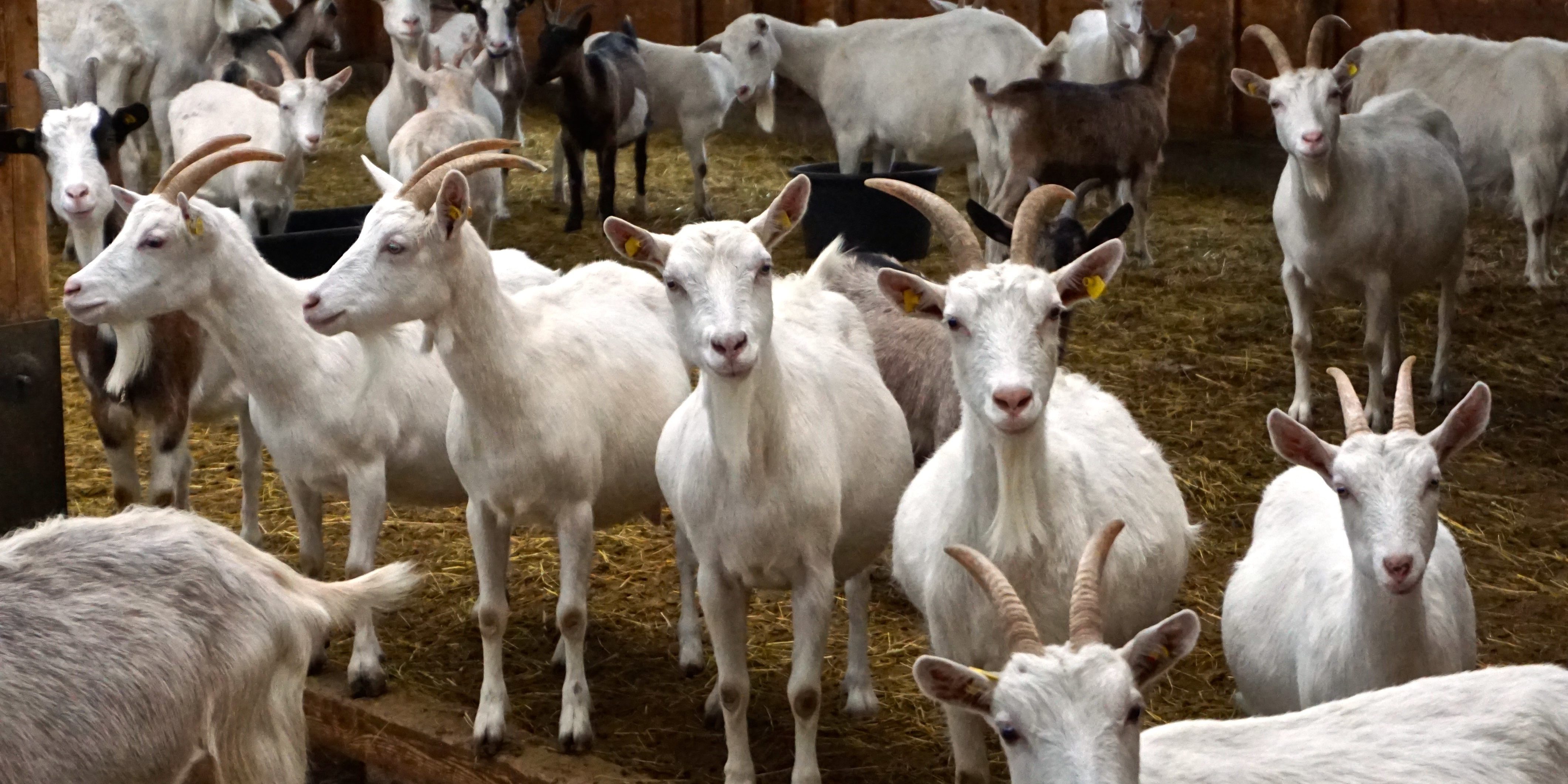 Der Name täuscht, nicht alle Weißen Edelziegen in Zollbrücke sind schneeweiß. Einige habne auchbraune Pigmentierungen Weiße Edelziegen auf dem Ziegenhof Zollbrücke_tierisch-in-fahrt.de