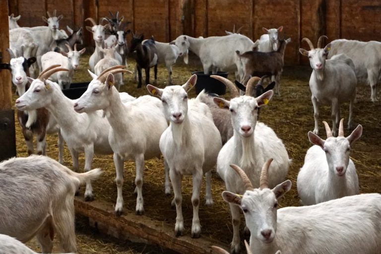Weiße Edelziegen auf dem Ziegenhof Zollbrücke_tierisch-in-fahrt.de