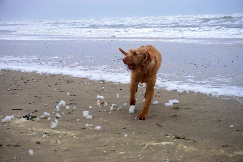 Hund jagt Wellen am Strand_tierisch-in-fahrt.de