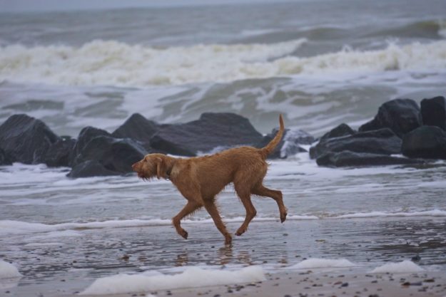 Hundeurlaub an der dänischen Nordseeküste Hundeurlaub am Meer_tierisch-in-fahrt.de