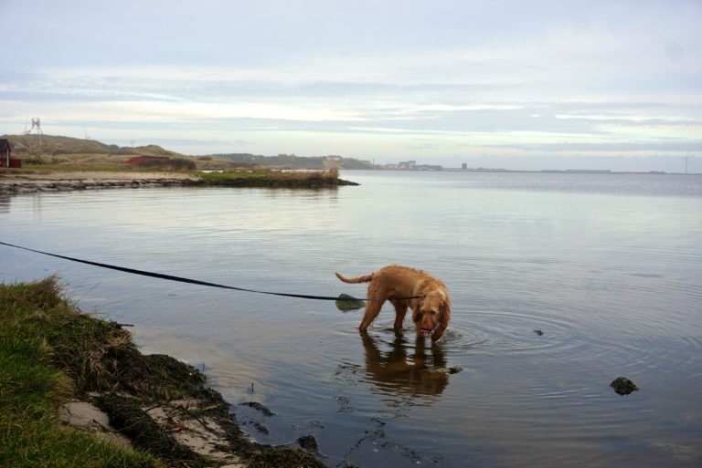 Must Dos Hundeurlaub Holmsland Klit/ Dänemark Tierisch