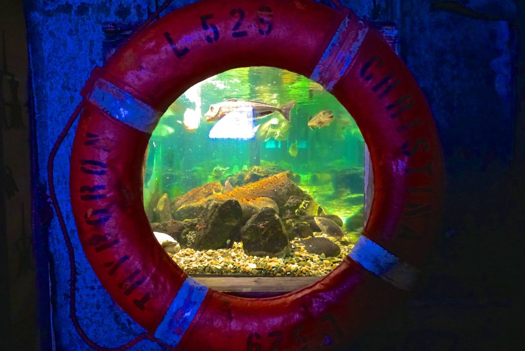 Rettunsgring Aquarium_tierisch-in-fahrt.de