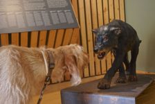 János trifft die Dips – Abenteuer Katalonien Mit Hund durch Katalonien_tierisch-in-fahrt.de