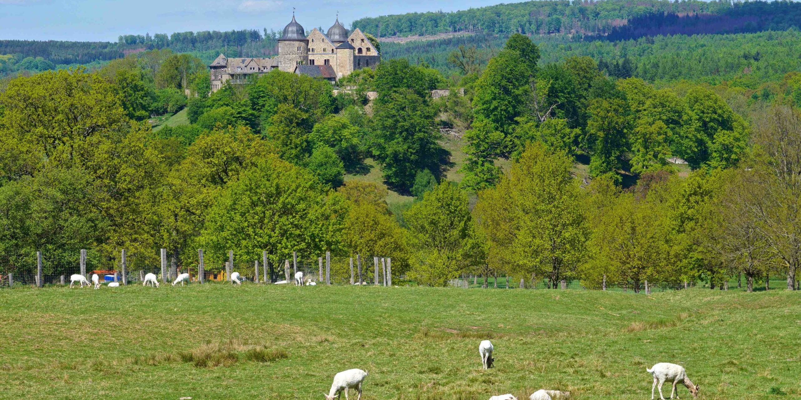 Weiße Hirsche Tierpark Sababurg_tierisch-in-fahrt.de Weiße Damhirsche, Tierpark Sababurg