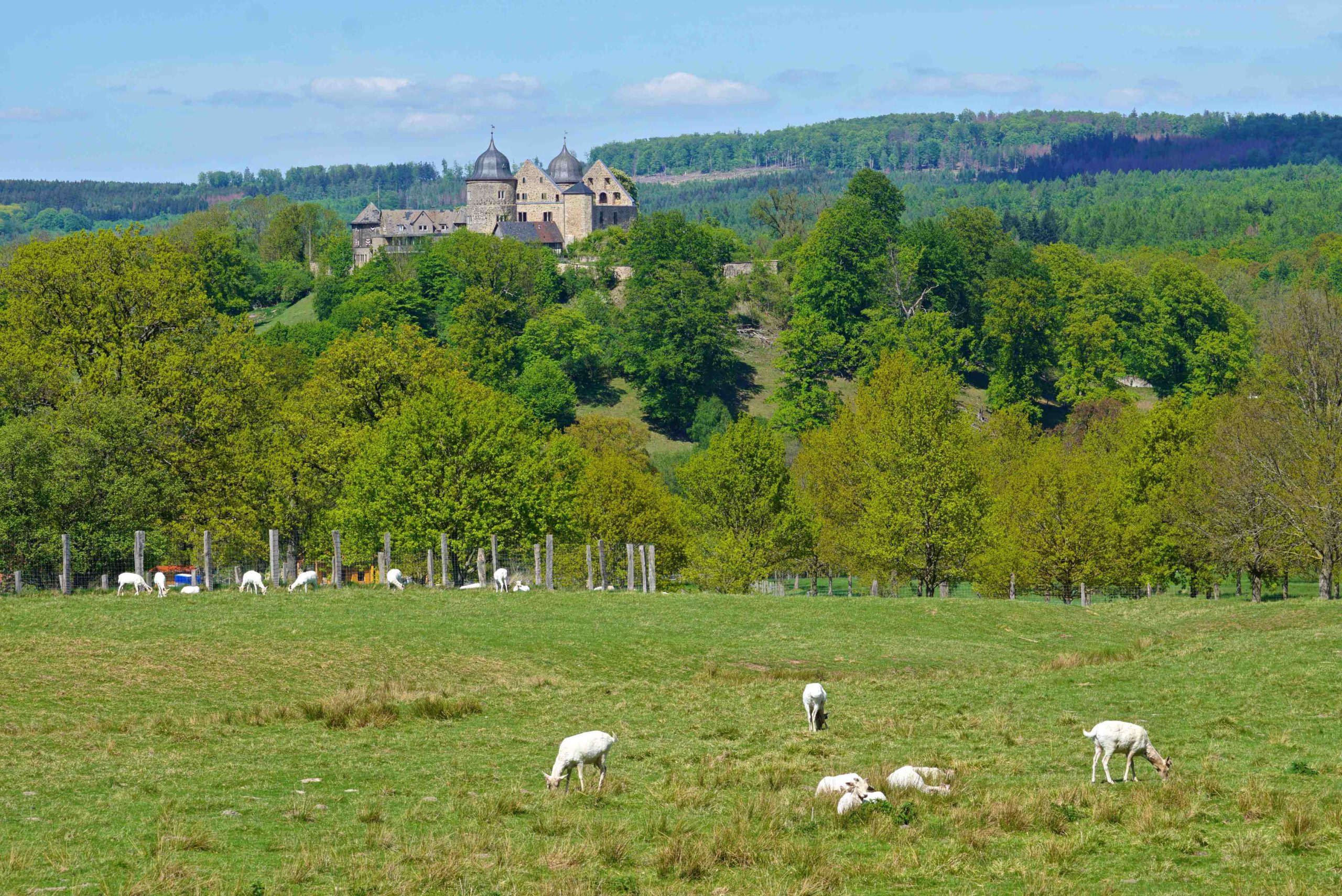 Weiße Damhirsche, Tierpark Sababurg