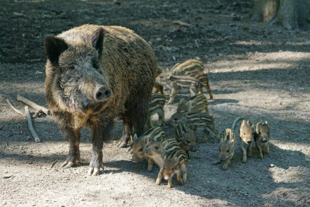 Wildschweinrotte im Tierpark