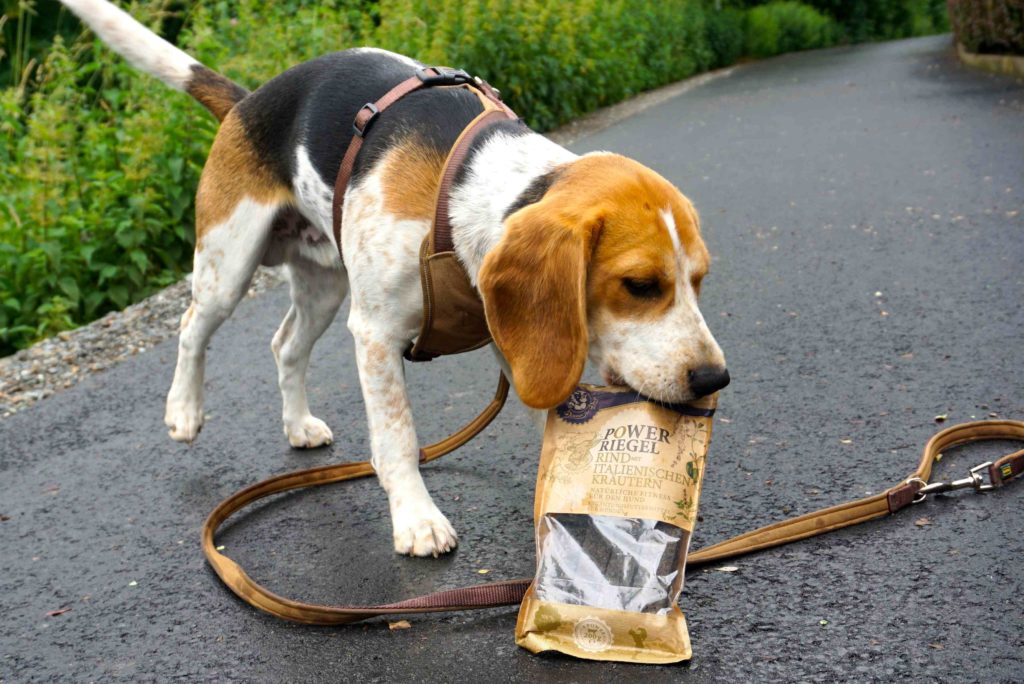 Beagle mit Power-Riegel von Dinner for Dogs