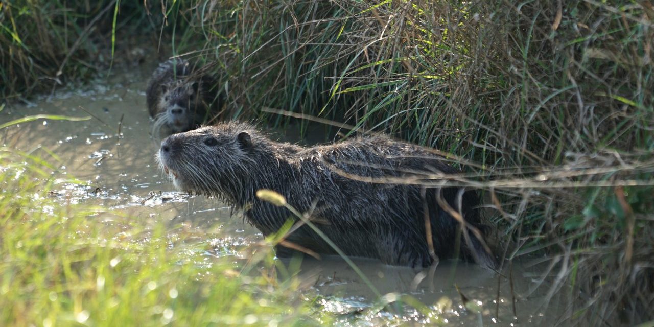 Nutria in Venetien_tierisch-in-fahrt.de