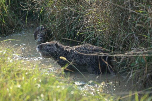 Nutria-Familie im Po-Delta_tierisch-in-fahrt.de Nutria in Venetien_tierisch-in-fahrt.de