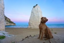 János bewacht den „Pizzomunno“_tierisch-in-fahrt.de Mit Hund auf Italiens Stiefelsporn unterwegs_tierisch-in-fahrt.de