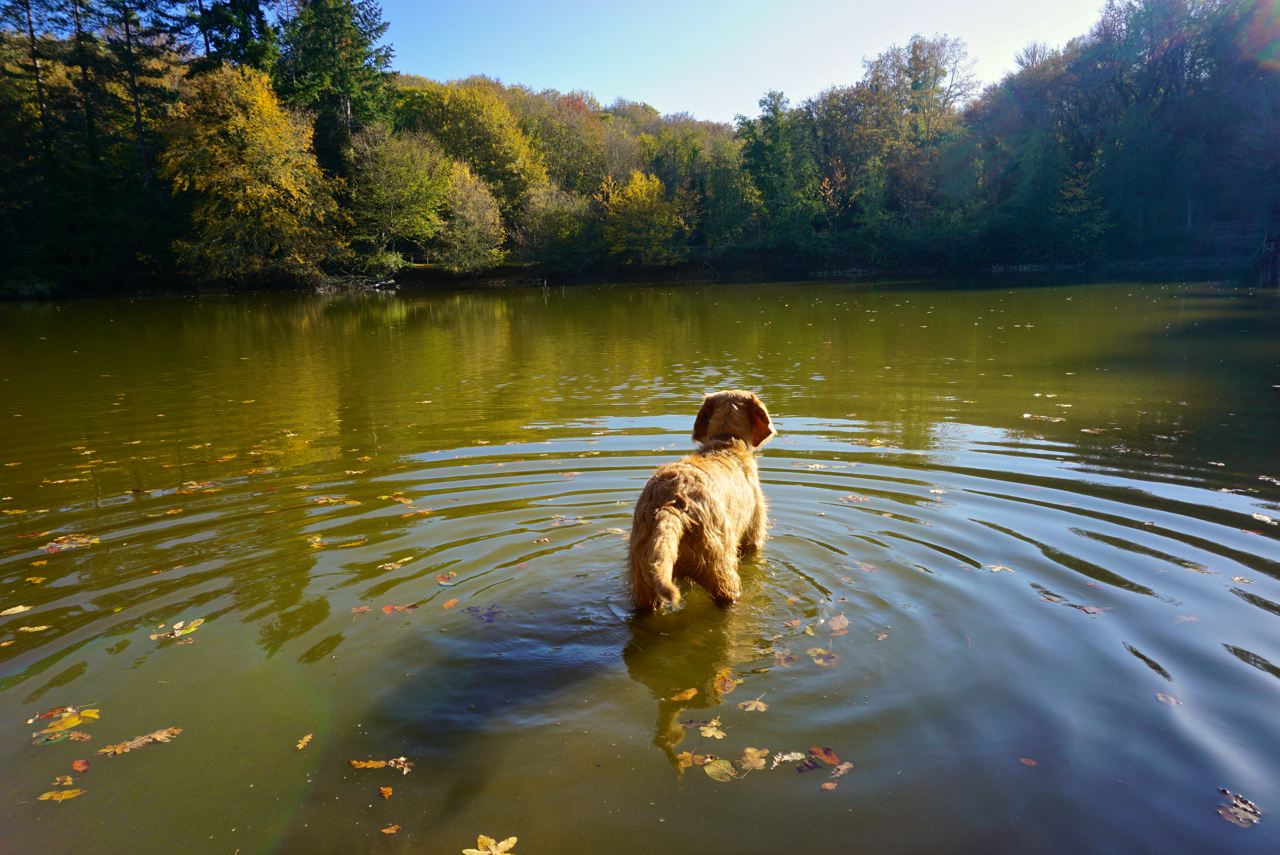 Hund geht im See schwimmen_tierisch-in-fahrt.de