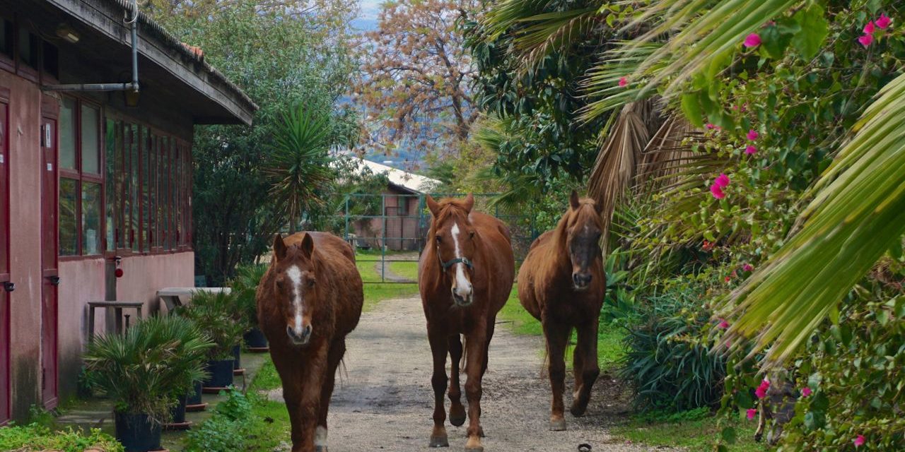 Freilauf für Pferde auf dem gesamtem Areal des New Ranch Club auf Sizilien_tierisch-in-fahrt.de Pferde auf der Ranch in Sizilien_tierisch-in-fahrt.de