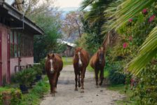 Freilauf für Pferde auf dem gesamtem Areal des New Ranch Club auf Sizilien_tierisch-in-fahrt.de Pferde auf der Ranch in Sizilien_tierisch-in-fahrt.de